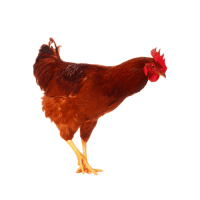 সোনালী মুরগী